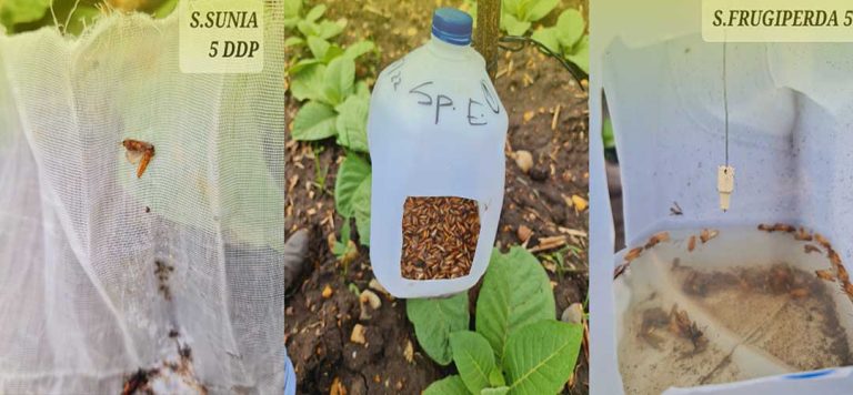 Lee más sobre el artículo Larvas que afectan el cultivo de tabaco